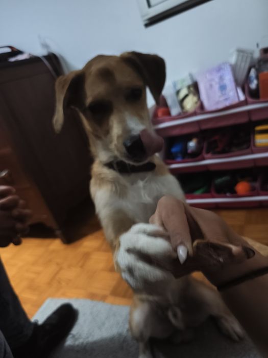 Cão adoção macho