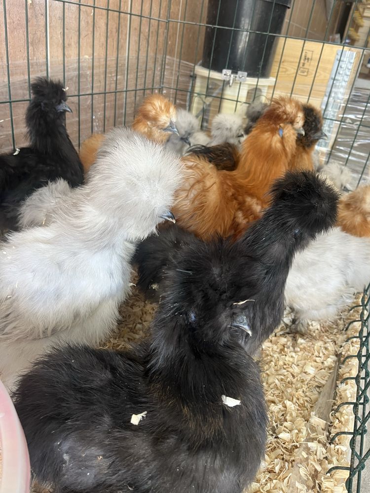 Ovos de Sedosas e Brahmas disponiveis