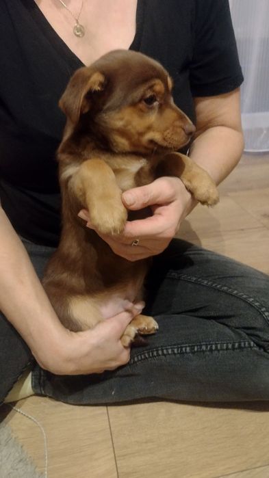 Oddam 2 małe szczeniaki