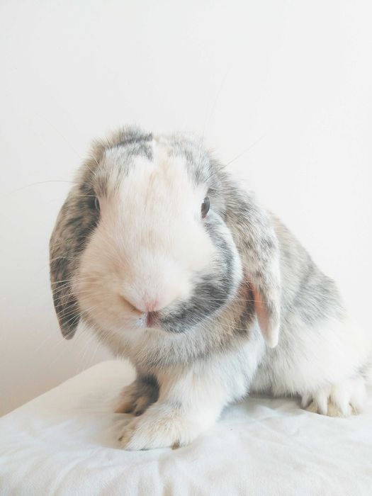 Вислоухие крольчата, породы Голландский карликовый баран