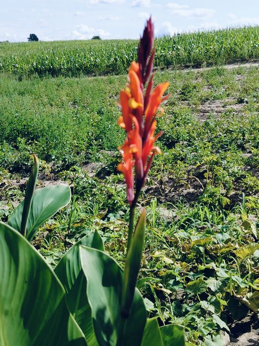 Kanna Paciorecznik kłącza