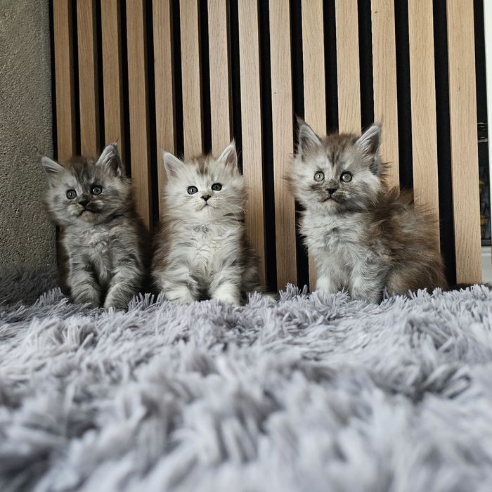 Koteczki Maine coon rodowód fpl