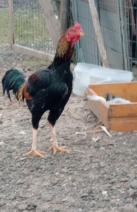 Galo shamo boa linha