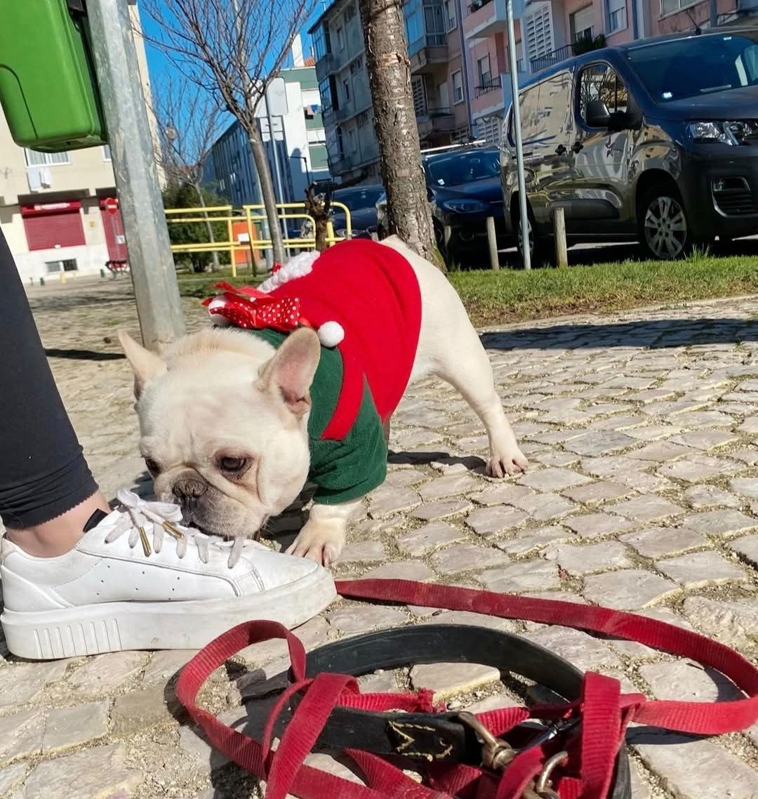 bulldog tigrado macho