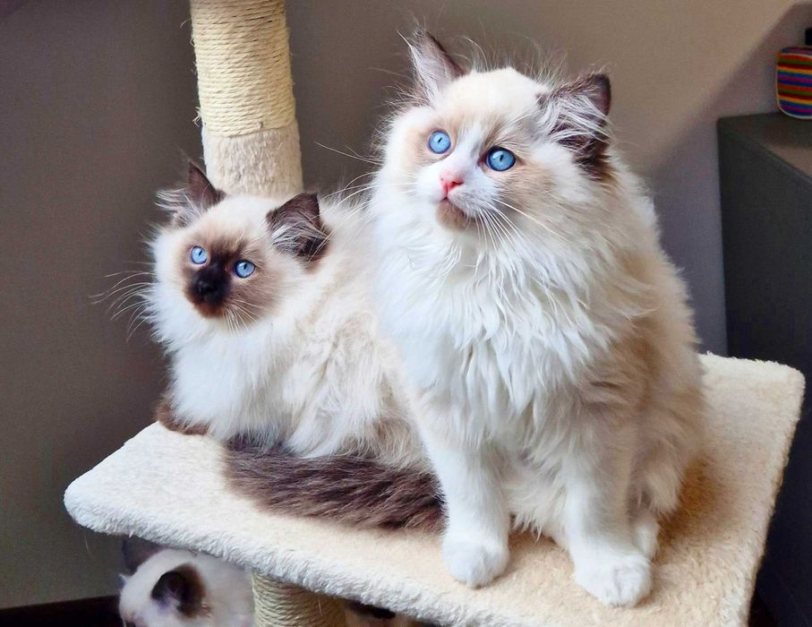 Kocurek Ragdoll już do odbioru