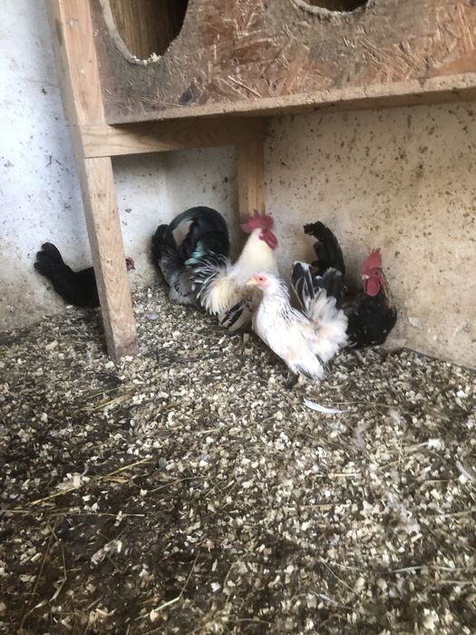 Jaja legowe szabo chabo liliputka