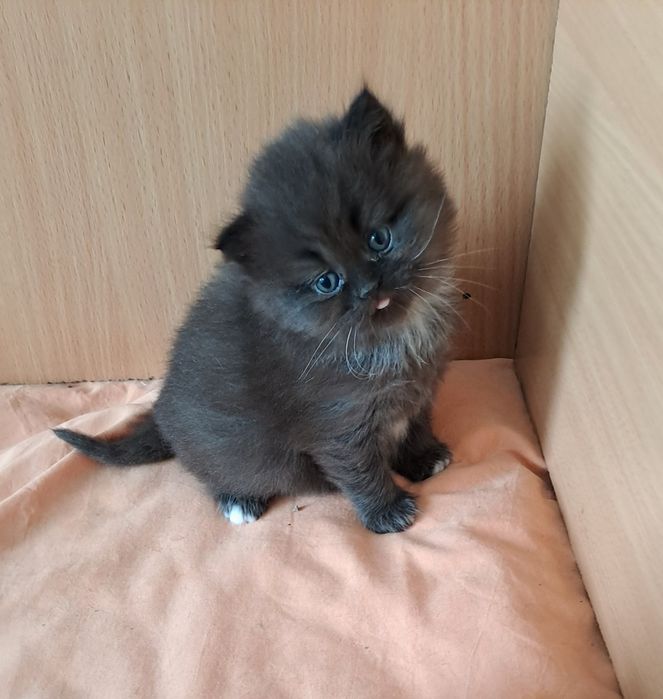 Piękny Brytyjski  Czekoladowy z białymi akcętami kotek