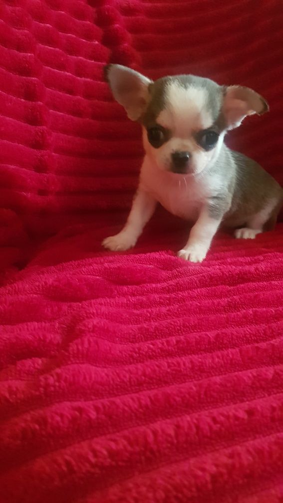 Chihuahua piesek