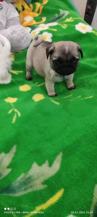 Ищем заботливую семью для девочки