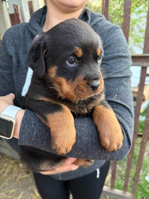 Szczeniak rottweiler