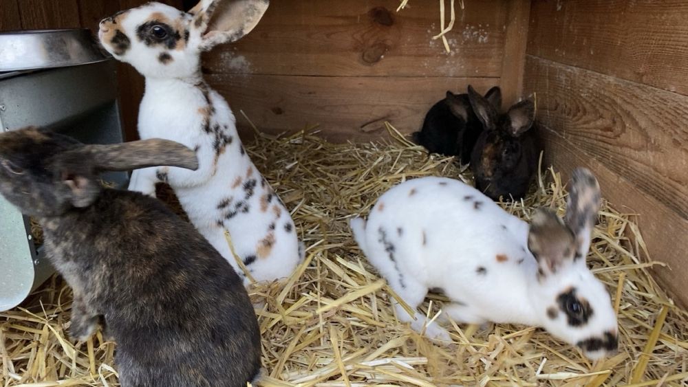 Króliki rex trójbarwny i japoński