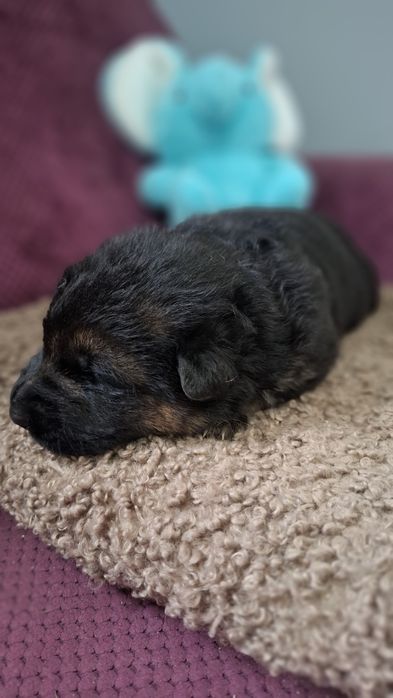 Suczka owczarka niemieckiego krótkowłosego