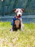 Psiak American Staffordshire Terrier