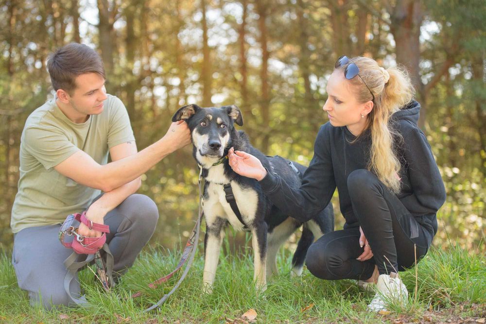 Młoda wyjątkowej urody sunia - Degga szuka najlepszego domu