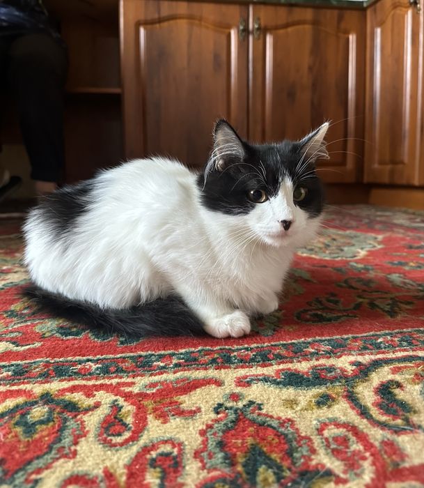 Кошеня, кіт безкоштовно