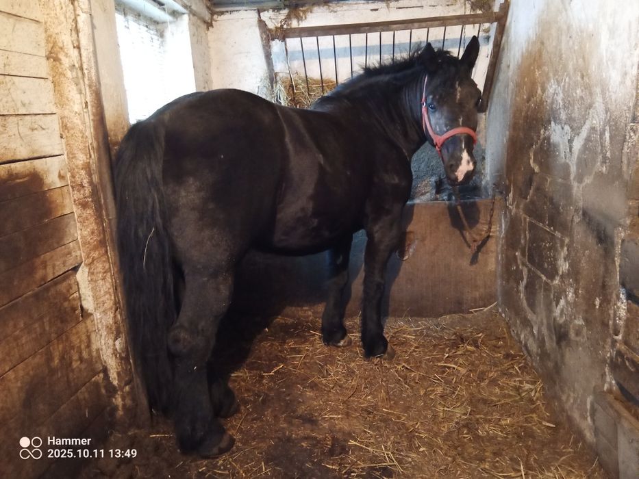 Sprzedam Konie Zimnokrwiste