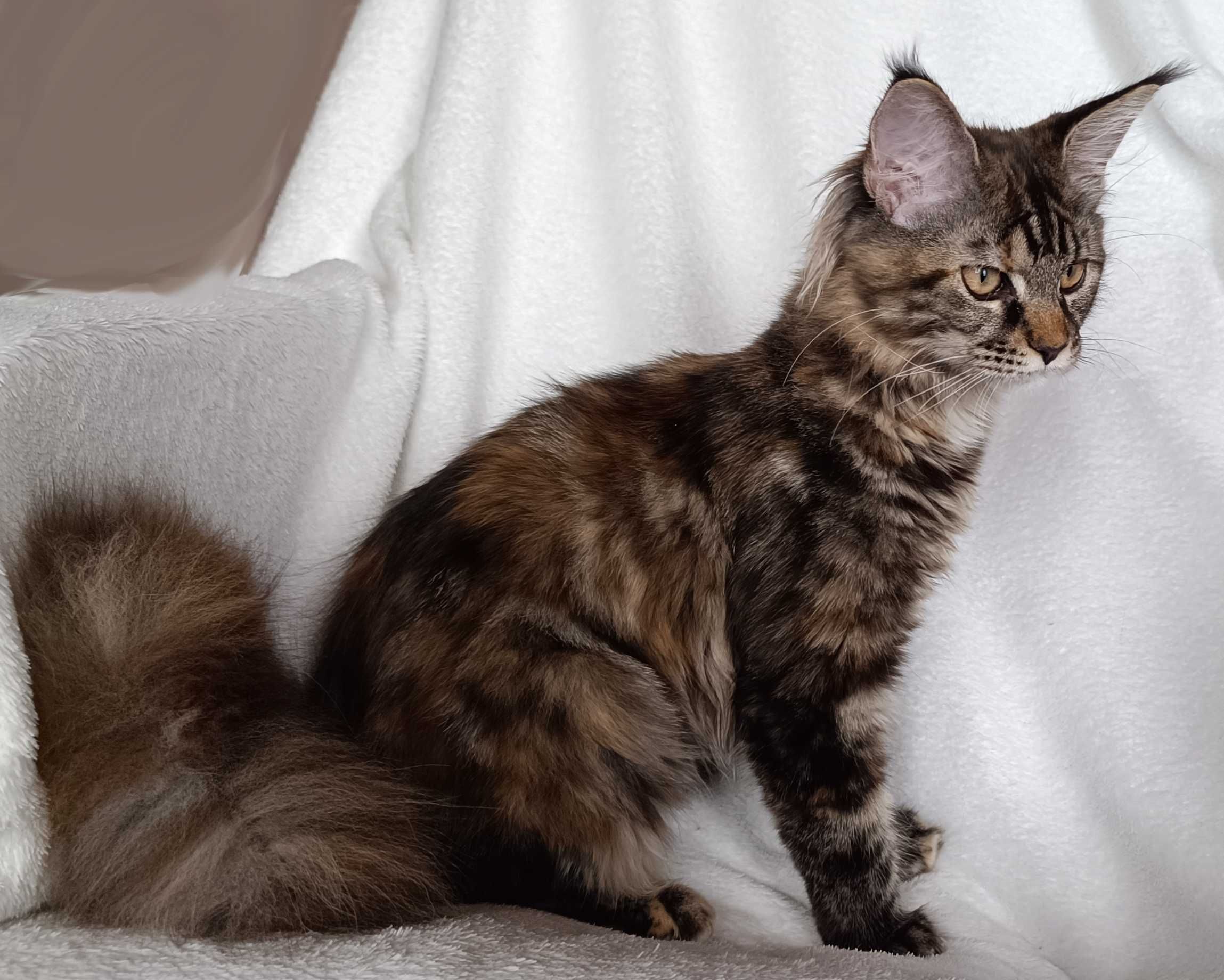 Bella Kotka Maine Coon Szylkretowa Klasycznie Pręgowana