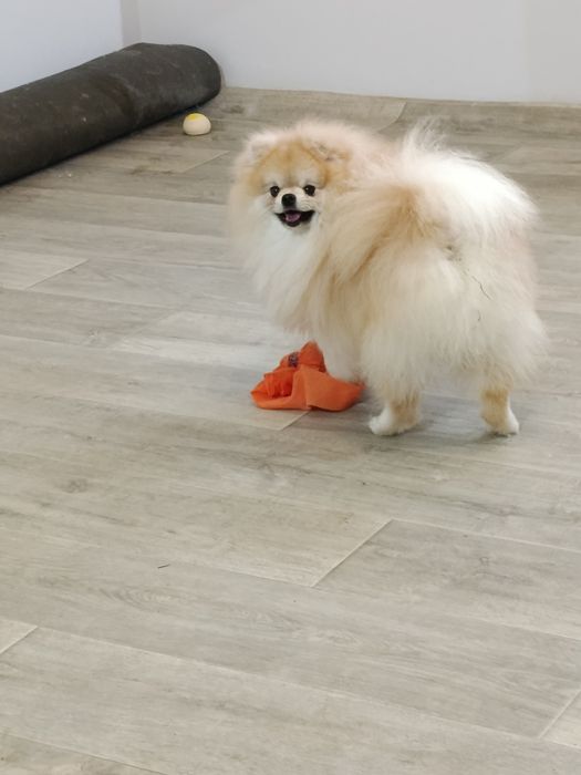 Підрощений померанській шпіц