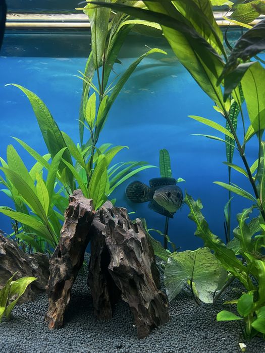 Змієголов глазчатий / Channa pleurophthalma