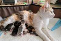 do adopcji Pralinka i jej 5 maleńkich kociąt.