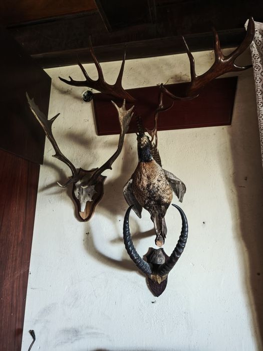 Trofea łowieckie rogi poroża jelenia jeleń lis bażant