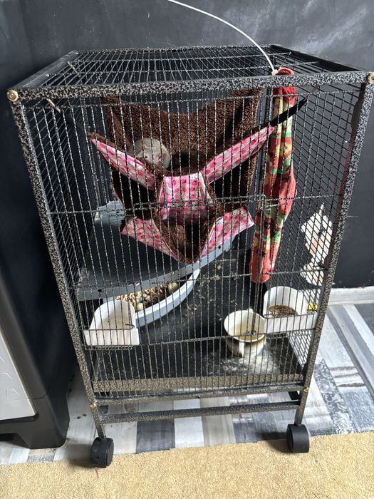 Mlode szczurki samiczki