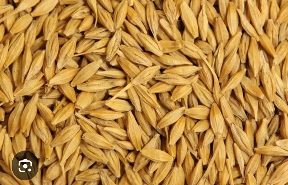 Продам зерно ячмінь