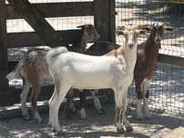 Disponiveis 2 chibos Floridos puros com 6 meses