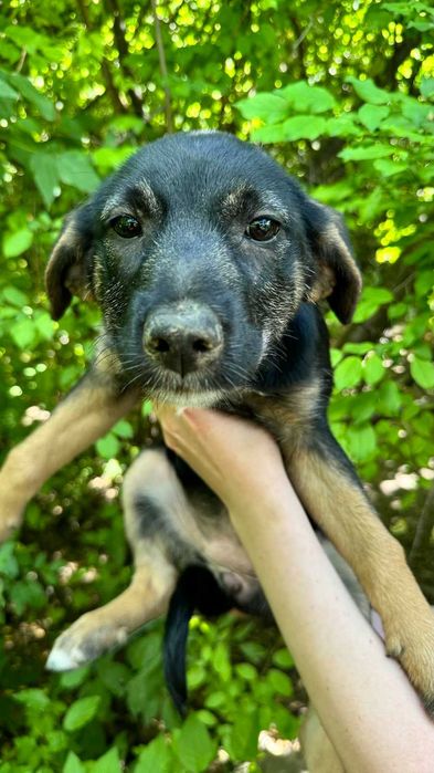 Цуценята, кошенята