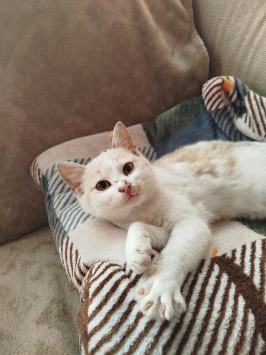 Віддам в добрі руки