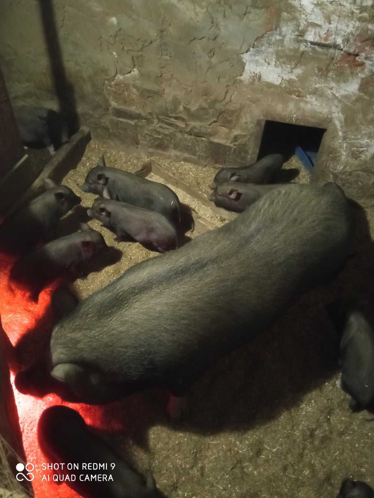 Свині вьетнамські