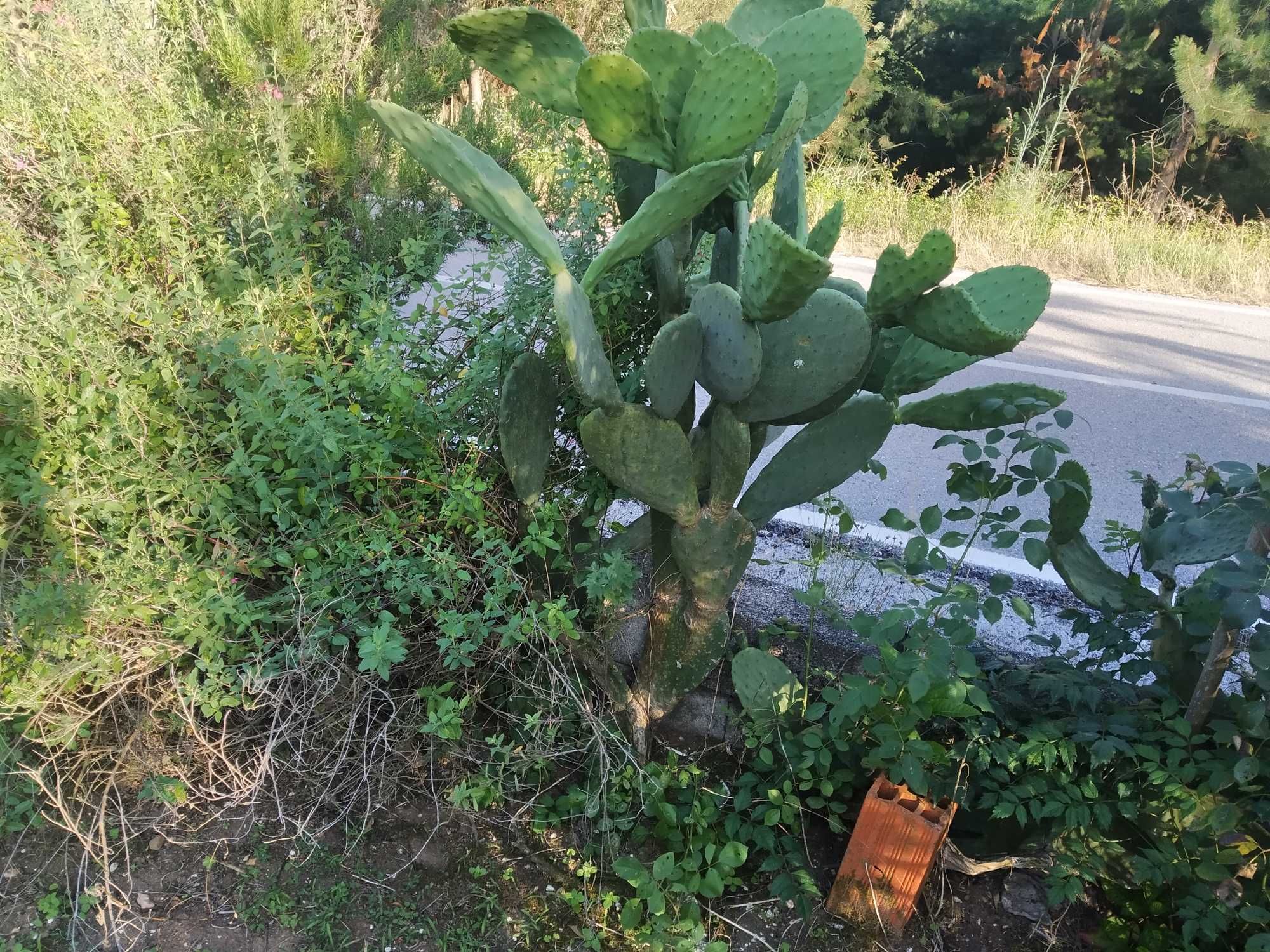 Terreno com 3700m2 na Rua do Marco, Feteira, Pombal