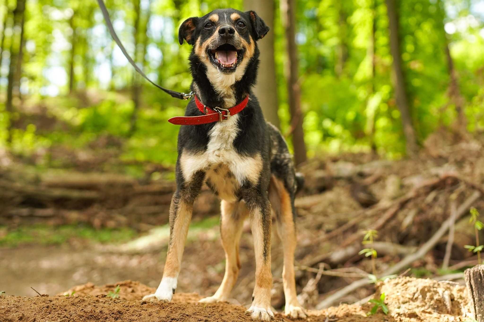 Skar szuka spokojnego domu! OTOZ Animals Schronisko Ciapkowo