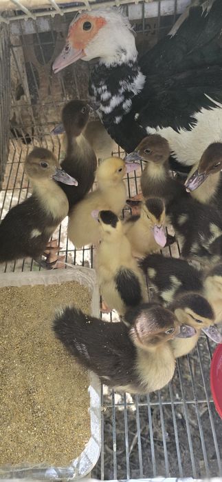 Patos mudos jovens e adultos