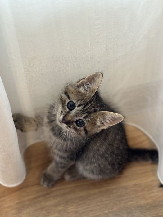Котики в добрі руки