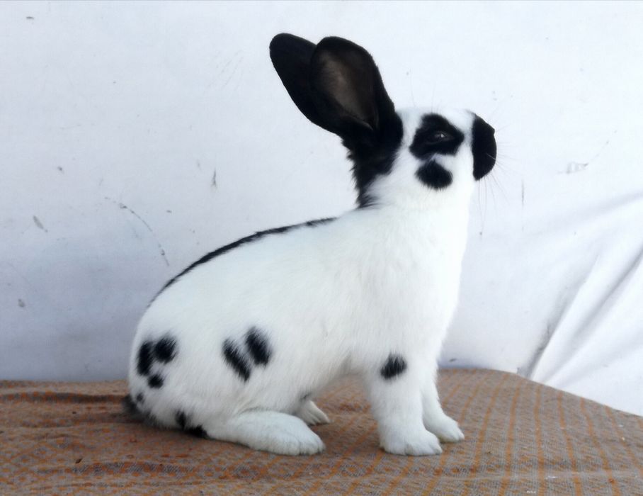 Немецкий строкач