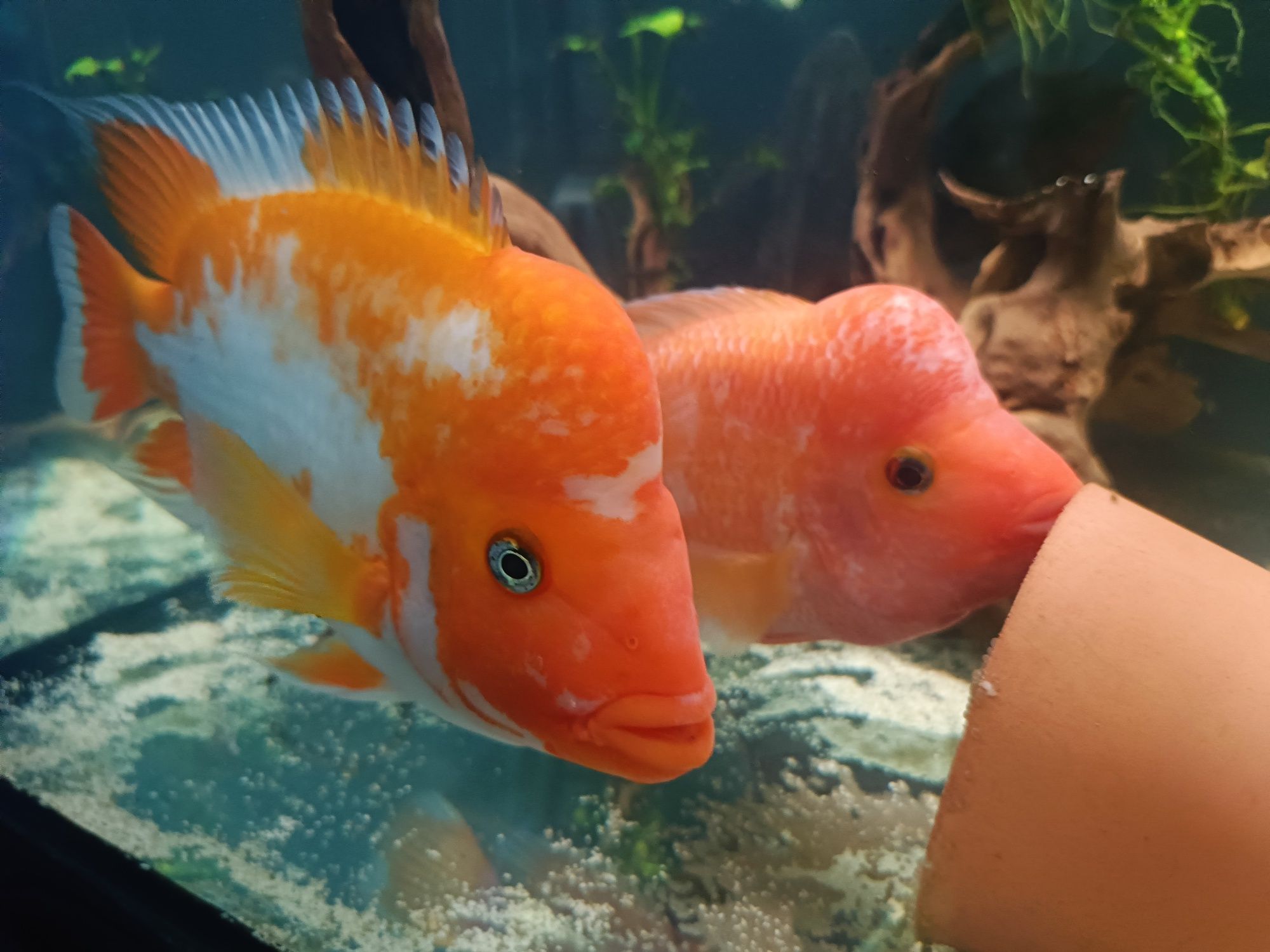 Pielęgnice cytrynowe z własnej hodowli
