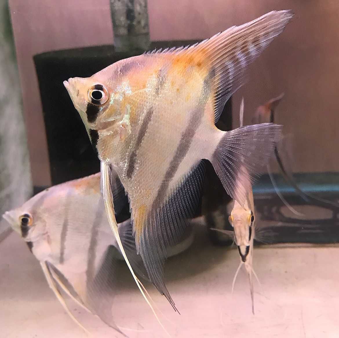 Żaglowiec skalar MANACAPURU pokolenie F1 - Pterophyllum - dowóz