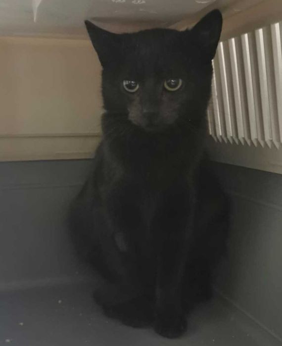 Piękna czarna kotka do adopcji