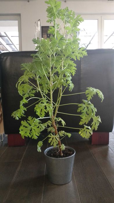 Duża anginka geranium