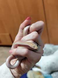 Wąż mahoniowy albino