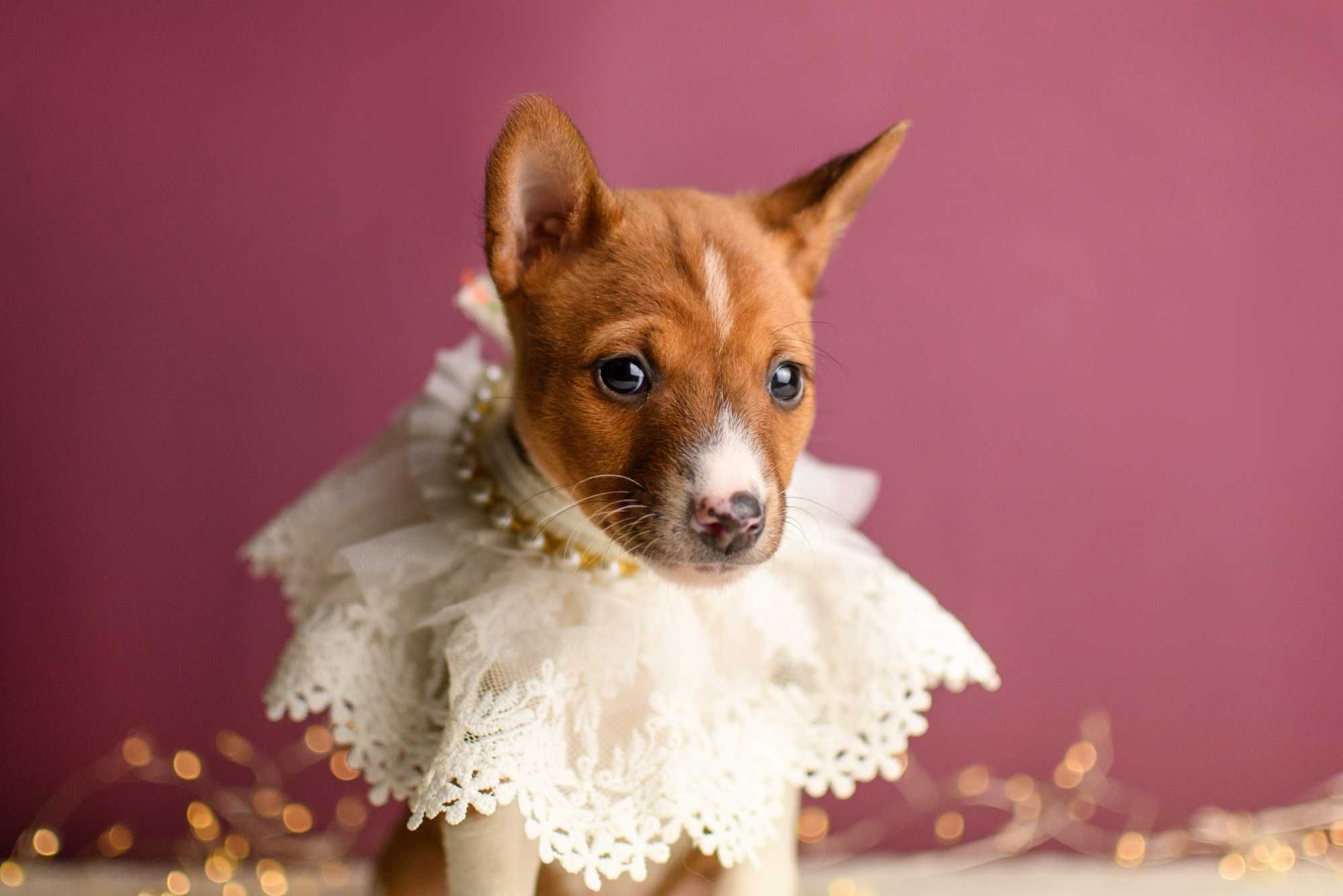 Прекрасная девочка басенджи (basenji)