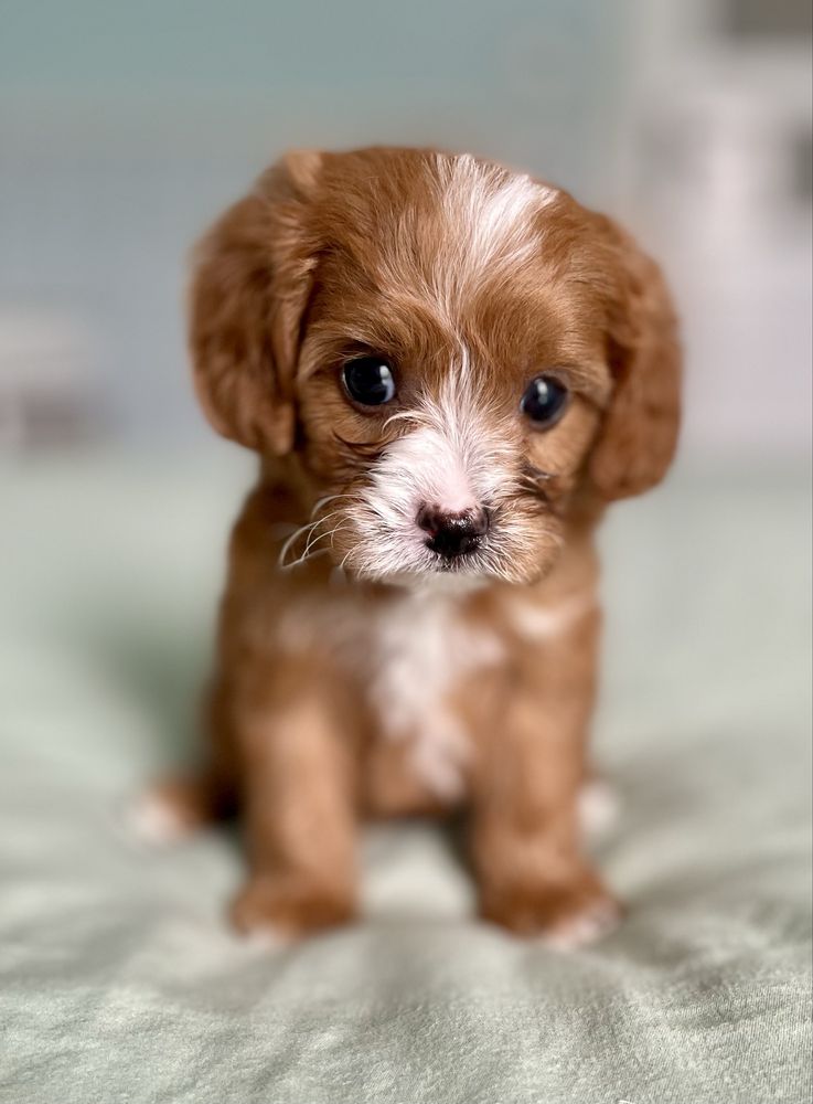 Cavapoo F1/ chłopczyk