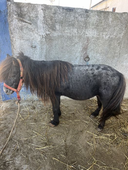 Ponei montado mansinho