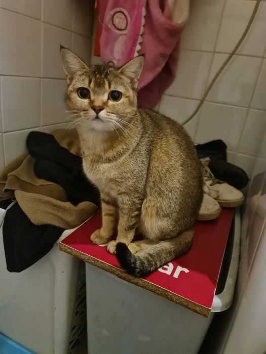 Gatinha linda com 1 ano  e 2 meses