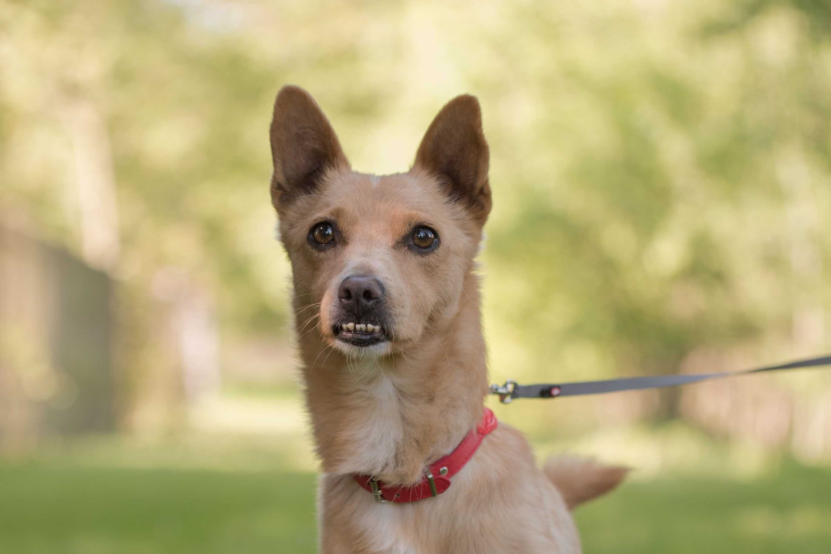 Śliczny mały Tufi poleca się do adopcji - słodki rudy psiak