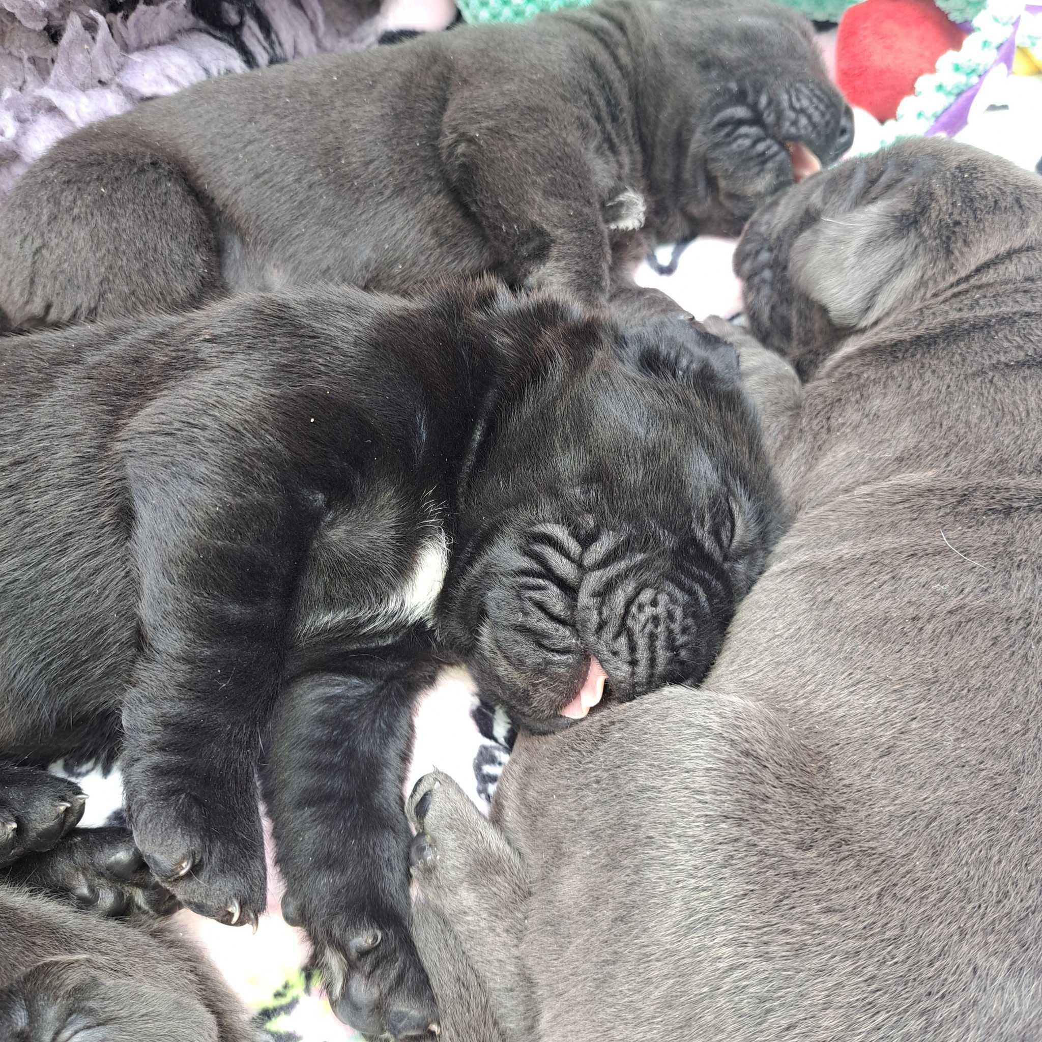 Cane Corso Italiano doskonale skojarzenie. Hodowla ZKwP/ FCI