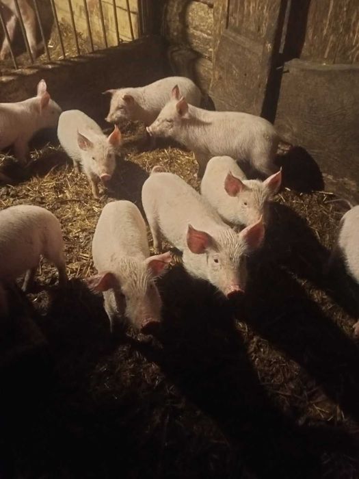 Поросята 1.5 місяців
