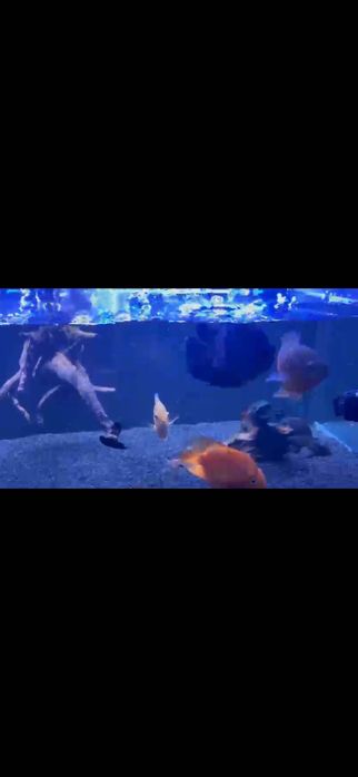 Lote de Peixes Agua Quente