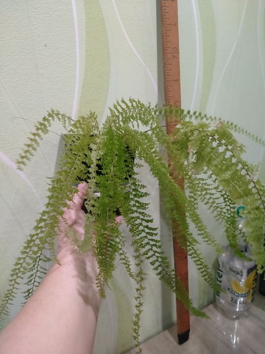 Фикус Бенджамина, папоротник, пеперомия, Сансевиерия Муншайн